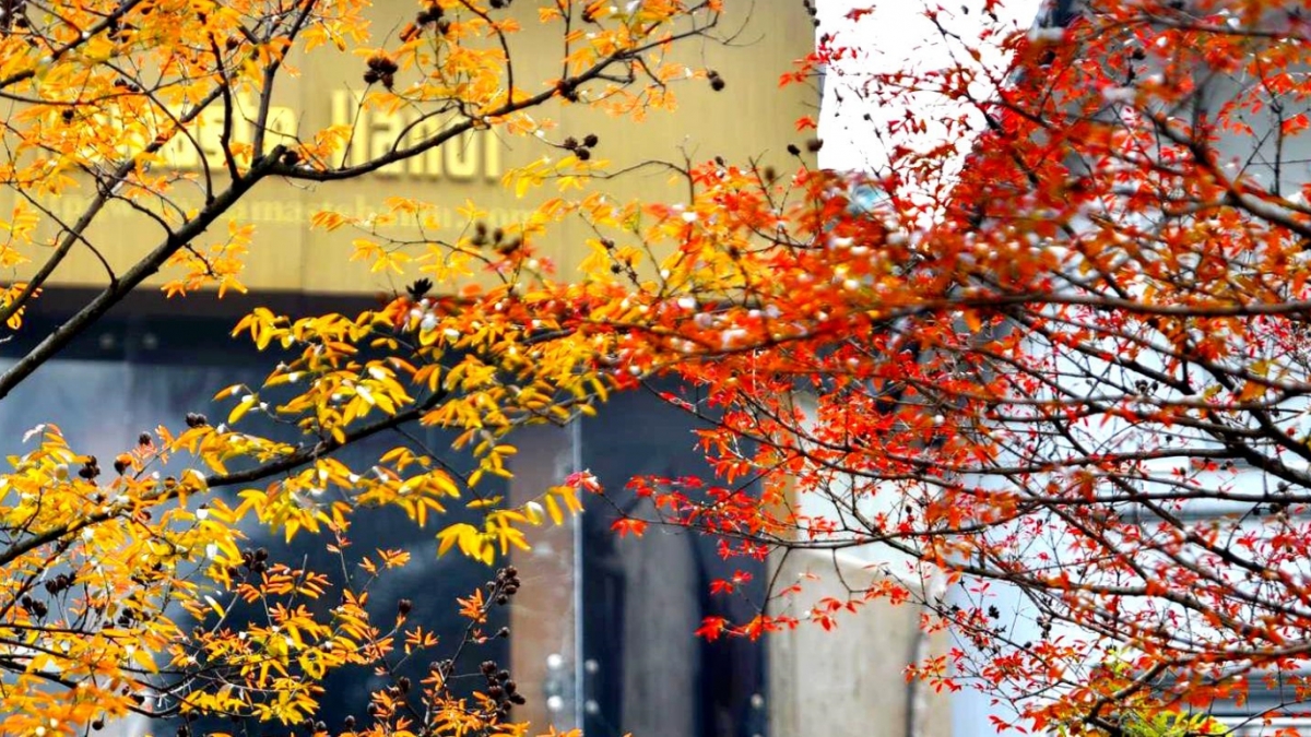 Hanoi coated with charming look during leaf changing season